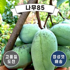 (나무85) 포포나무 2년 장포트, 1개