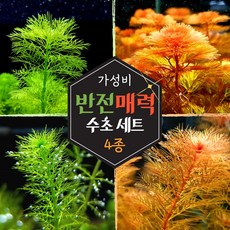 자이언트암브리아