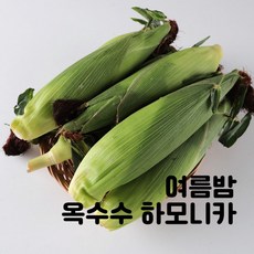 무주찰옥수수