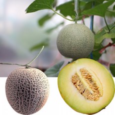 꿀메론