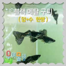 [우연물방] 블랙 메탈 구피 (2마리 한쌍), 2마리