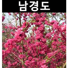 남경도(남경화) 적색 분홍랜덤 접3년 개화주(분) 키70~80cm/나무 묘목/활엽수/정원용