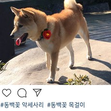 동백꽃뜨개질