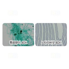 빵곰팡이