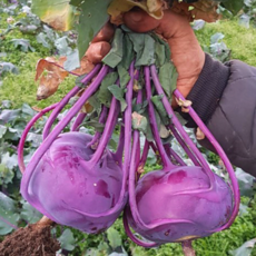 [콜라비] 제주 무농약 콜라비 자연 그대로 담아 3/5/10kg, 3kg(7~9과), [확인], 1개