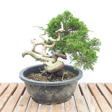 사어천진백