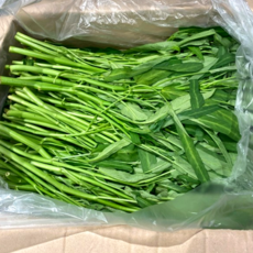 [당일수확][국내산] 산지직송 공심채 나물 모닝글로리 morningglory 박붕 깡콩 팍붕 500g 1kg 3kg