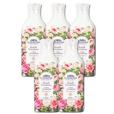 르샤트라로즈제라늄