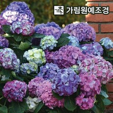 수국나무 엔들레스썸머 블룸스트러크 5치포트 개화주 묘목 가림원예조경, 10개