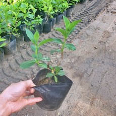 모든원예조경 산수국 묘목 (개화주) 포트묘
