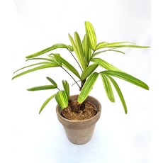 서황금 무늬관음죽 인테리어 플랜테리어 Rhapis excelsa variegata 서비내 서비야드플라워아울렛 서비야드