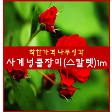 착한가격 나무생각 / 사계넝쿨장미 / 개화주, 화이트, 999개