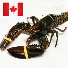 은하수산 캐나다산 활 랍스타 900~1.13kg 내외, 1개