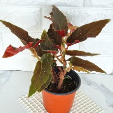 베고니아키우기