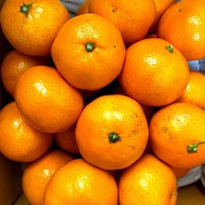 제주도 귤 3kg 5kg 10kg 서귀포 노지 감귤, [2L] 감귤 10kg (실중량 8kg)