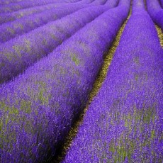 [모야모 허브] 잉글리쉬라벤더(True Lavender) 씨앗 노지월동