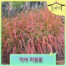 [초선지] 억새 그라스 퍼플폴 Miscanthus sinensis Purple Fall 야생화, 1개