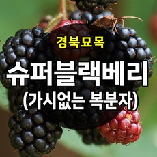 [경북농원] 슈퍼블랙베리(가시없는 복분자) 1-2년생, 슈퍼블랙베리(가시없는 복분자) 1년생, 1개