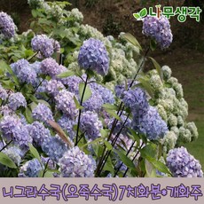 니그라수국 오죽수국 7치화분 개화주