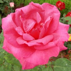 모종/묘목 피스사계덩굴장미 개화주(분) (분홍) R0742