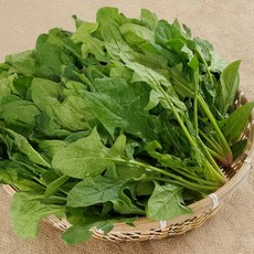 싱싱냠냠 직접선별 국내산 노지 햇 시금치, 1박스, 500g