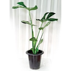 델리치오사키우기