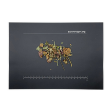 건조/말린 붉은토끼풀 꽃( Red clover Flowers/Trifolium pratense) 100g, 1개