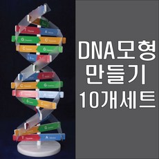 디엔에이모형