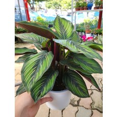 25~40cm 칼라데아 뷰티스타 중품 119