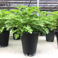 벌레잡이제비꽃키우기