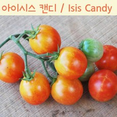 캔디토마토