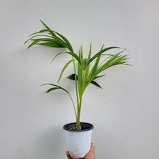 겐차야자