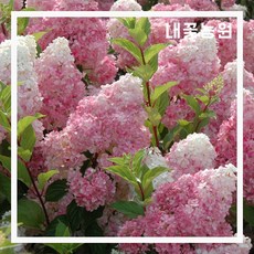 바닐라프레이즈