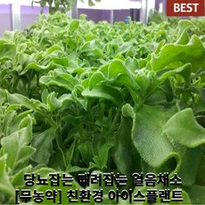 [국내산/국산] 당뇨 때려 잡는 아이스플랜트 당일수확 아삭아삭 짭짤 채소 무농약 생채소 샐러드 쌈 얼음채소 프리미엄 야채 채소, 1개, 500g