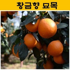 백향과묘목