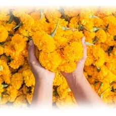 아로마라이프 마리골드꽃차 100% 병140g 루테인 플라보이드 카로티노이드 비타민C 크산토피, 140g, 1개, 1개입