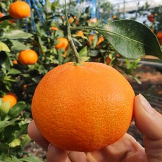 제주도 프리미엄 고당도 레드향 선물세트 (15brix 이상), 1세트, 레드향 2kg (7-12과)