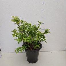 9aa149849977aceecb9642b9f79eb44dacad62fb0fec449cbf34779c22f9.jpg
