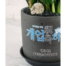 대박기원 개업화분 메세지화분 축하 화환 꽃배달 전국배송 돈나무 개업선물, 블랙, 금전수