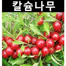 43cf508b7716da1f89859bfcadfe9476434adb3eda6e16e35ddc4d55c076.jpg
