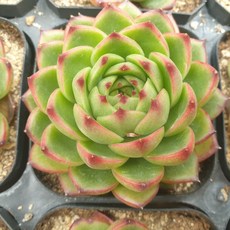 [수암다육] 문스톤 랜덤발송 Echeveria 'Moonstone' 랜덤발송 다육 다육이 다육식물, 1개