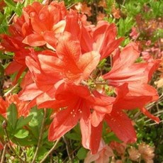 황철쭉