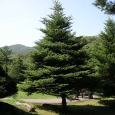 구상나무트리