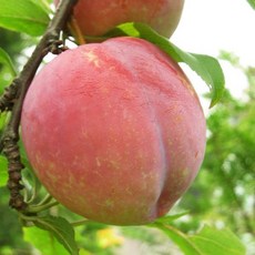 자두(대왕자두) R3cm 결실주(분), 1개