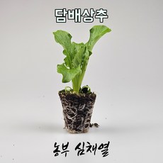 담배상추