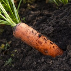 경남 유기농 햇 당근 정품 흙당근 아삭한 생당근 특상품