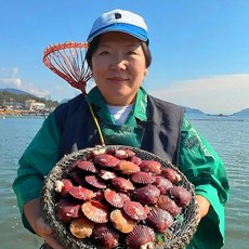 통영 홍가리비 세척해감 산지직송, 1개, 5kg