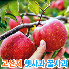 고산지 경북농원 껍질째 먹는 고당도 가정용 꿀사과 햇사과 1개 9kg 상품 이미지