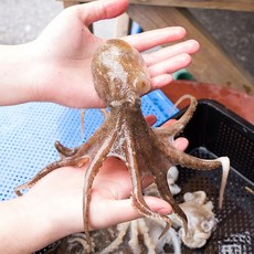 넉넉수산 2021년 조업시작 국내산 봄 활 주꾸미 쭈꾸미 1kg 얼음포장, 넉넉수산 봄 활 주꾸미 1kg(얼음포장)