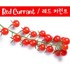 경남체리따기체험